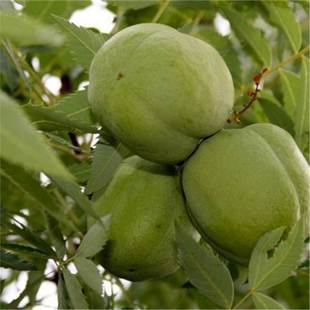 ���羳��؛���Ĺڹ��N���Ĺڻ��N��ľ�Ĺٹ���ľ�Ͽ�ե���е���N