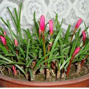 �N�������[�m���L���m���m���ļ��L�໨������ͥԺ�����绨���L��