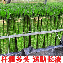 ���񎧸��ˮ�B�҃ȿ͏d�^�����Ĳ��񎧸������ش�̖���F�����