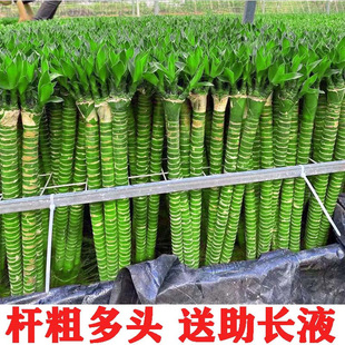 ���񎧸��ˮ�B�҃ȿ͏d�^�����Ĳ��񎧸������ش�̖���F�����