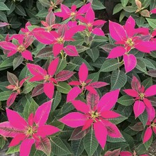 2512�}�Q�� һƷ�t ���� ֲ�ﻨ�ļ��󻨼tɫ���^����