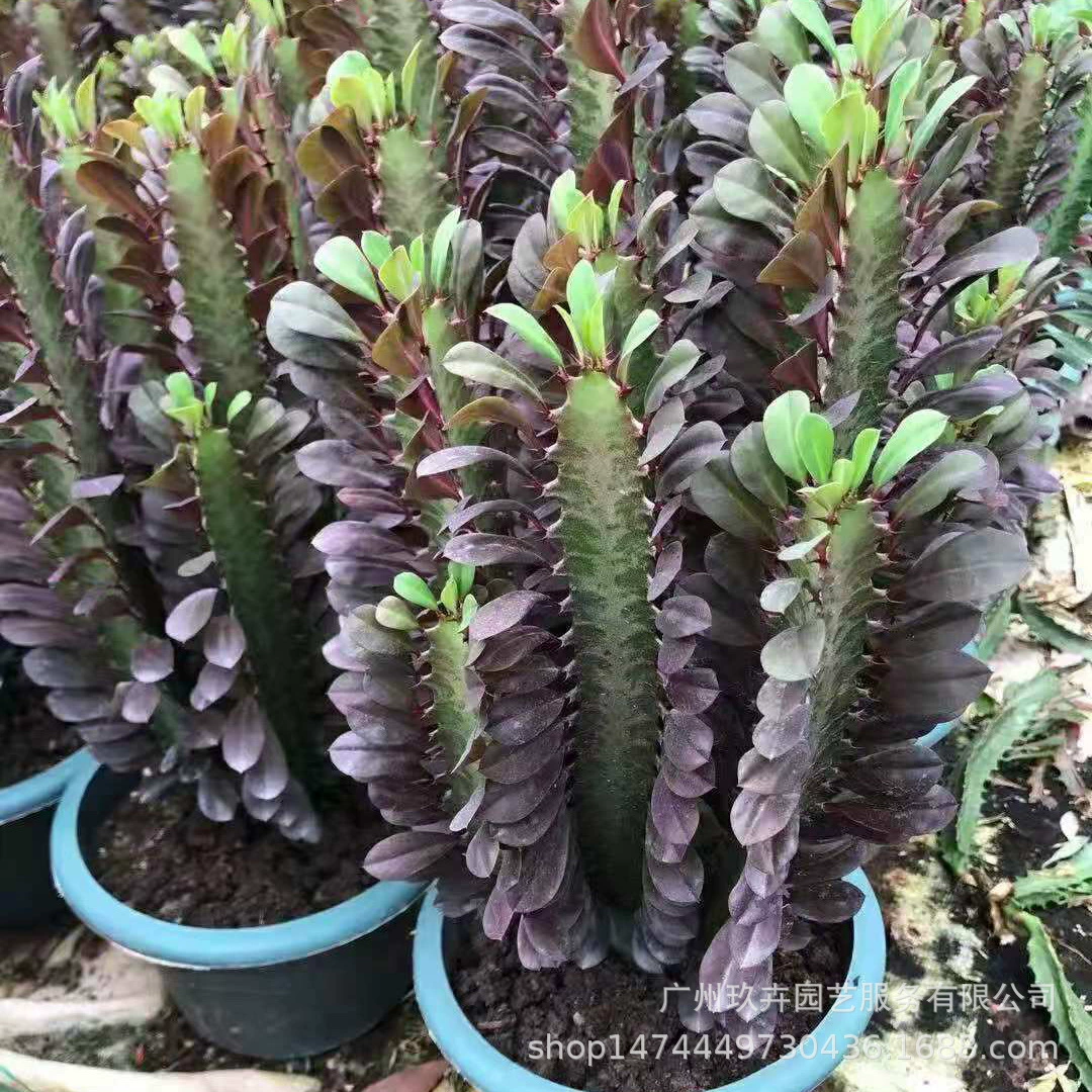 Красный Киль зеленый Киль мерные ноги листва растение листва маленький горшечный сад гостиная зеленое растение Горшечное растение в горшке