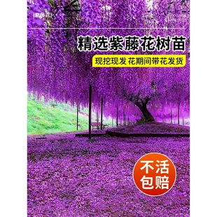 Wisteria Saplings, Climbing Plants, Multi-Flowered Wisteria Saplings, Balcony Potted Plants, Courtyard Old Piles, Cold-Resistant and Blooming in All Seasons