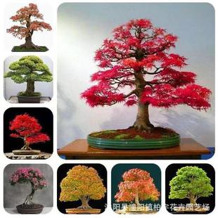 ���羳��؛�������t���N���ձ��t���N�������N�������t�ձ��t��