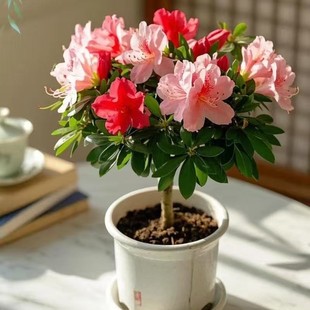 ��ɫ�M�϶��N���ļ��_����ɫ���ԾGֲ���܎������҃��ͺ�ֲ����u