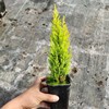 Xiaoxiangsong Desktop Pot Potting Four Seasons Evergreen Office Pine Tree Potted Christmas Decoration Watching Green Plant Flower Seedlings