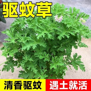 Mosquito Repellent Grass Seeds Are Sown in All Seasons, Courtyard Balcony Potted Flower Grass Seeds, Summer Mosquito Repellent Mugwort Basil Seeds