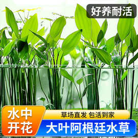 水草植物鱼缸造景阿根廷皇冠坨草净化水质古法养鱼增氧懒人九冠