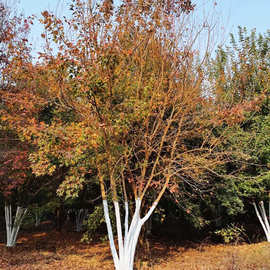 基地批发大量现货园林绿化丛生三角枫大树丛生茶条槭三角槭乔木