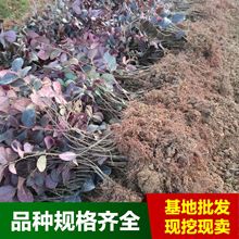 基地直售红花继木小苗地被工程苗红花继木苗色块苗木红桎木小苗