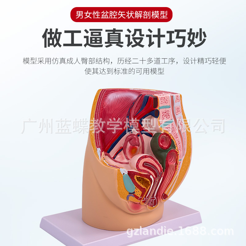 Ů����ֳϵͳʸ״����ģ�� Ů�������ӹ� ��ǻʸ״����ģ�� 1����