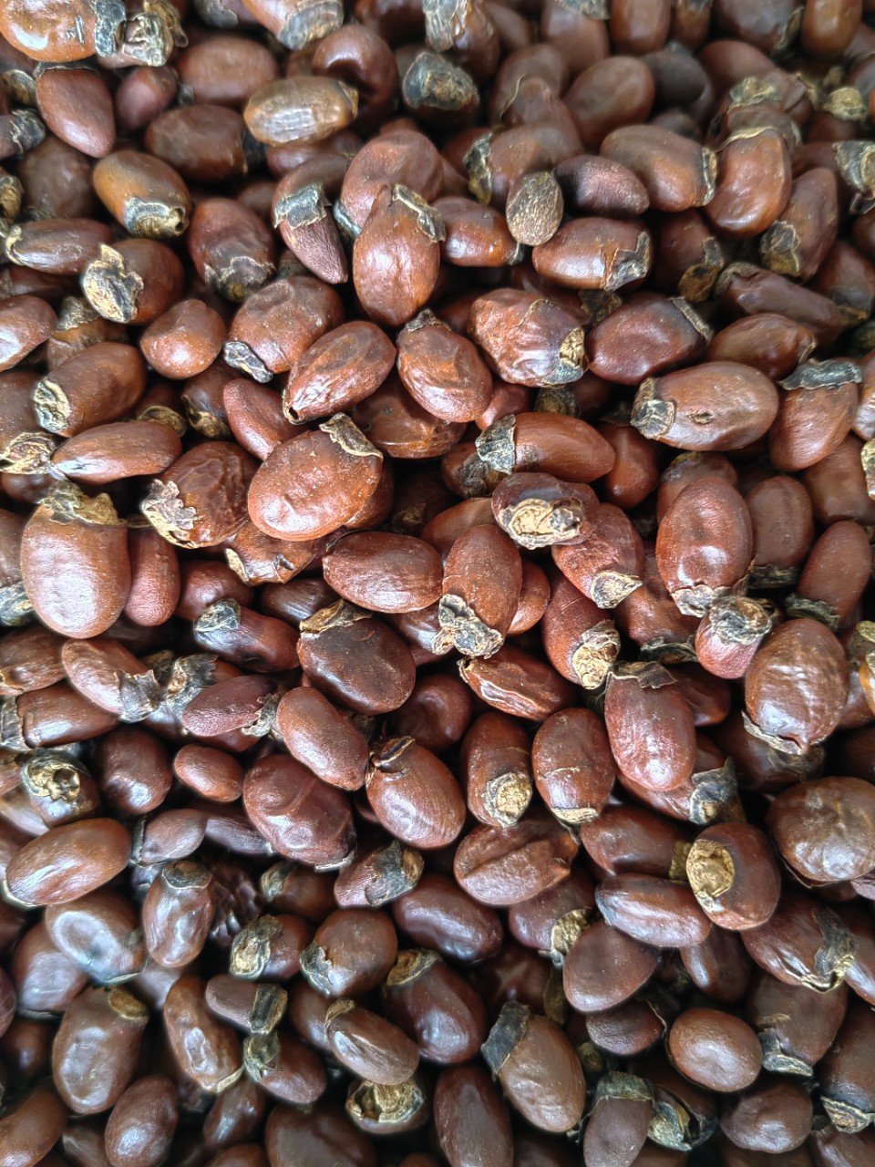 Lychee Seed (Litchi chinensis) — Dried Food Herb, Whole Seed & Powder in use