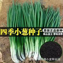 四季小香葱籽种子易种小葱种子阳台室内盆栽葱种子批发家庭菜种子