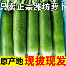 潍坊水果萝卜新鲜甜脆水果型10斤青冰淇淋凤梨生吃青绿胡萝卜