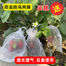 草莓蓝莓水果网套袋防虫防鸟吃套袋纱网袋葡萄无花果透气瓜果田野