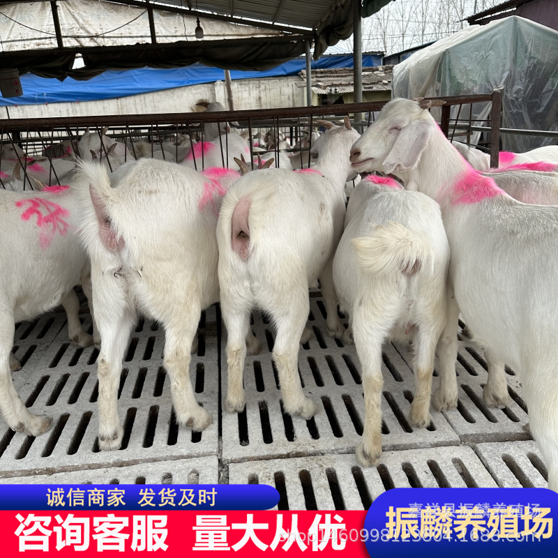 放养白山羊 白山羊价格 山东美国大白山羊 带孕大白羊饲养管理