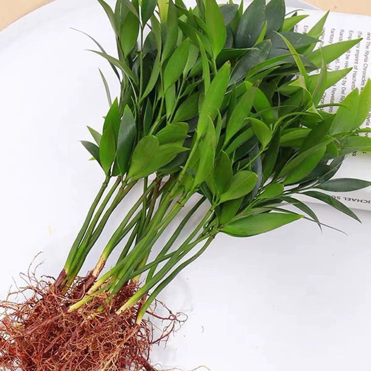 Гидропонные растения в горшках из бамбука и кипариса. Бамбук и кипарис. Репеллент от комаров. Бамбук. Внутренний балкон. Легко выращиваемые растения. Всесезонно поглощают формальдегид. Вечнозеленые зеленые растения и цветы.