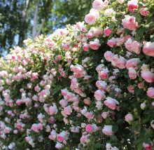 һ�����l�Nޱ���������ļ��_��ͥԺ�ٱ��¼����������ֲ�ﻨ��