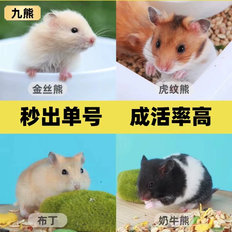 Поколение маленького хомяка Живые карлики Три линии серебряной лисы пудинг муж и жена редкие домашние длинношерстные золотые медведи живые