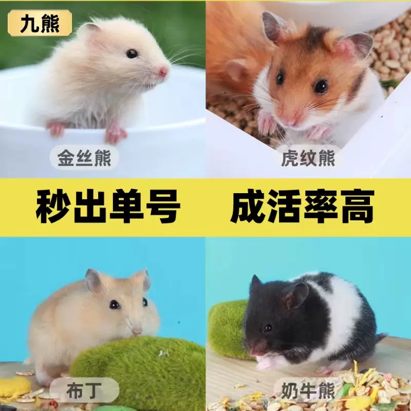 代发小仓鼠活物侏儒三线银狐布丁老公公婆稀有家养长毛金丝熊活体