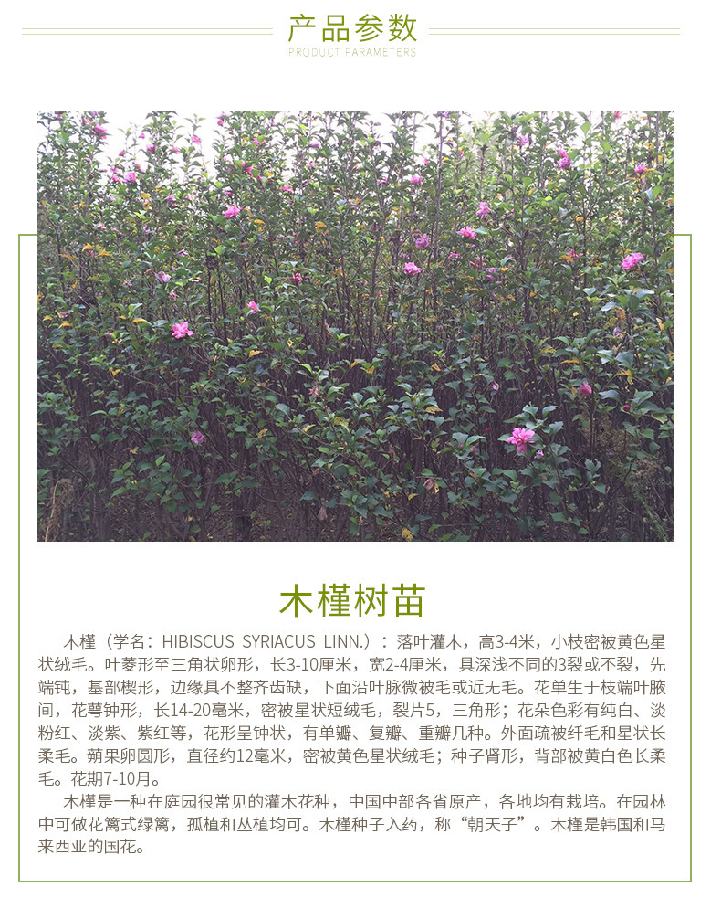 苗木基地批发木槿树苗批发绿化苗木丛生独杆单杆重瓣木槿花大小苗-阿里巴巴
