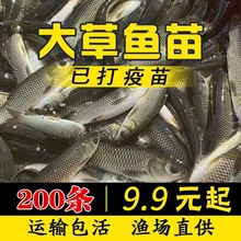 正宗大草鱼苗珠江草鱼苗鱼苗活体放鱼塘养殖淡水鱼苗全部包邮包活