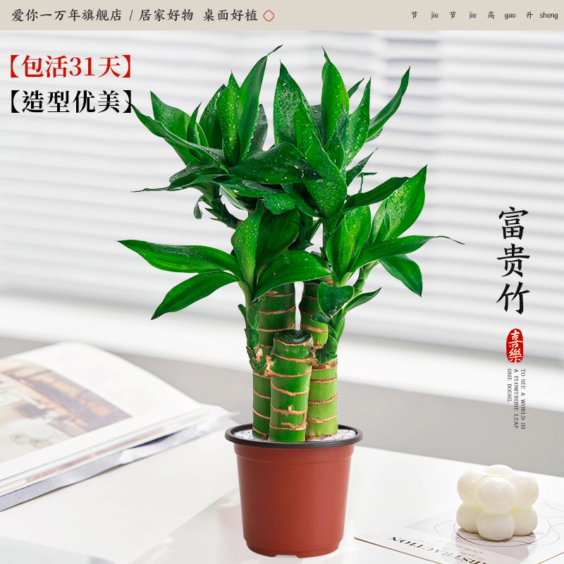 [기간한정 특가] 행운죽 3개(오리지널 흙냄비) + 무료 영양액