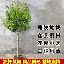 USeͥԺ辰ͺļ׳ɻС~S