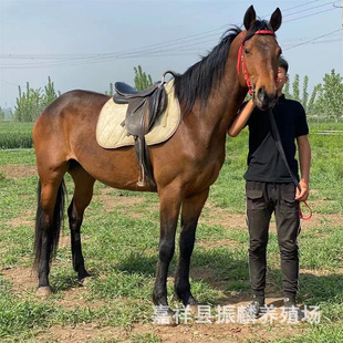 һƥ������T���R һƥ�Z���õ��T�˰��R���U�T���R