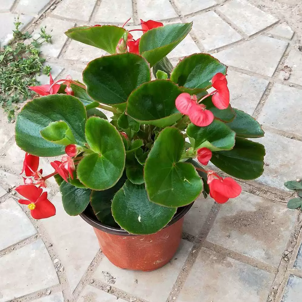 Четырехсезонная бегония Цветок бегонии в горшке для внутреннего двора цветет в любое время года Бегония стеклянный зеленый большой цветок с двойными лепестками