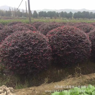Red Flower Holly Balls, Red Flower Holly Seedlings, Red Flower Holly Cup Seedlings, Landscaping Seedlings, Courtyard Nursery Direct Sales