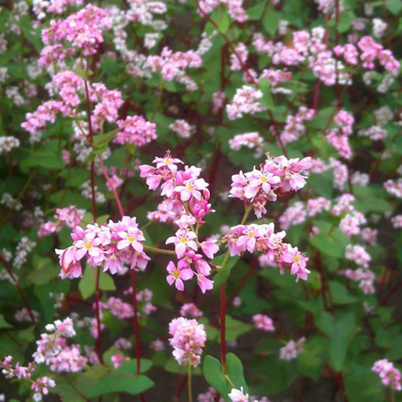 Новый Урожай Семена Гречневая Семена Четыре Сезона Посадка Ростков