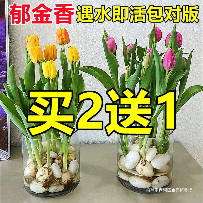 物花卉盆栽绿植室内养活郁金香好种球鲜花水培种子大水仙花风信子