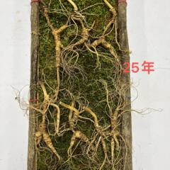 長白山新鮮人参林下山参2023林下種野山参足齢新鮮参産地直ロット