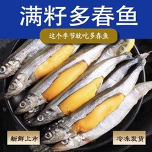 生鲜多春鱼满籽新鲜多籽鱼冷冻鱼籽海鲜海鱼烧烤商用食材批发鱼籽