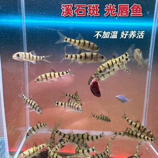 �t��Ϫʯ���~ �ⴽ�~ ���B��ˮ�~ԭ���~С�͐�Ⱥ�������m���B