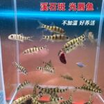 红腹溪石斑鱼 光唇鱼 好养冷水鱼原生鱼小型爱群游新手适合养
