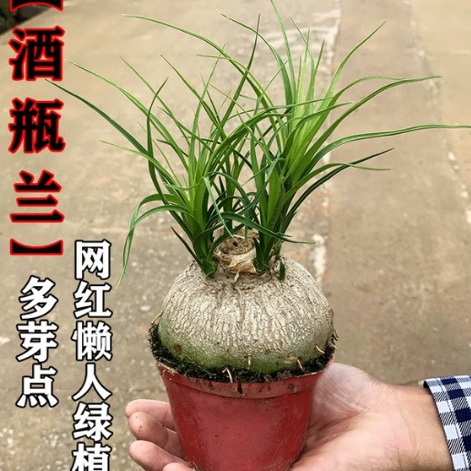 酒瓶兰盆栽兰花迷你创意办公桌网红盆景绿植室内懒人花卉耐旱植物