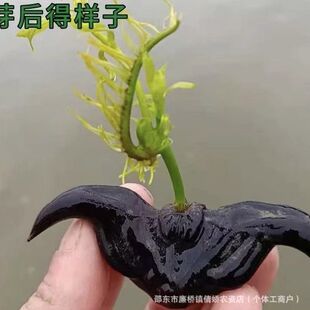 ��ǷN�Ӹ߮a�������Nֲ�ļ�ˮ��ֲ��t��ǷN������Ǻ������