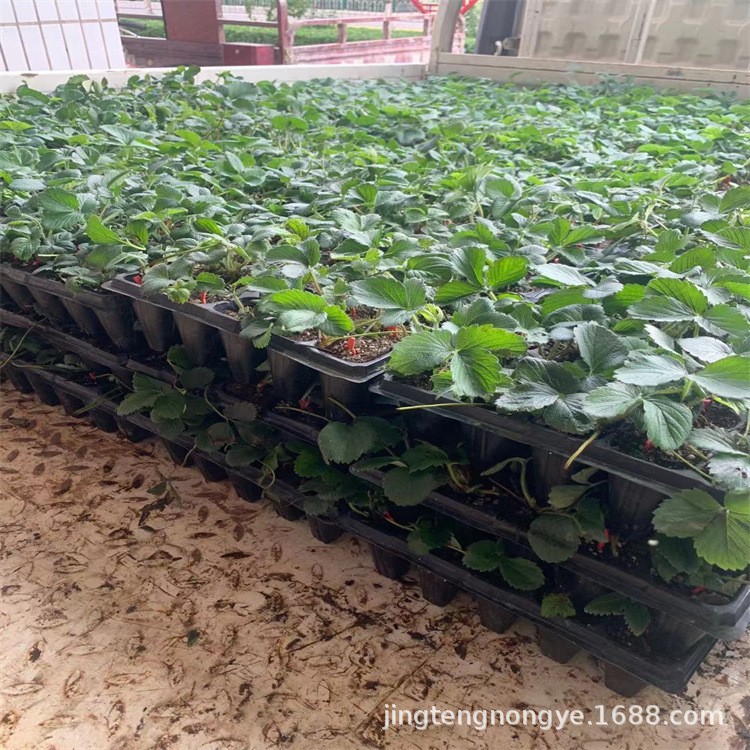 草莓苗
