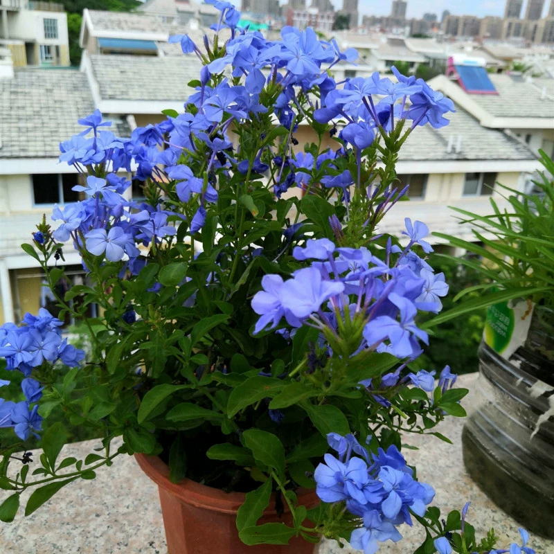 Саженцы синих снежинок в горшках, балконные цветы, термостойкие, легко выращиваемые растения, сад, двор, вьющиеся лозы, вьющиеся цветы, лозы, белые снежинки