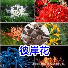 彼岸花种球批发石蒜曼珠沙华耐旱耐寒室内外公园绿化花海球根