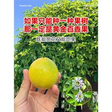 钦蜜9号百香果苗四季不断结果黄色水果盆栽树苗果树纯甜海南种植