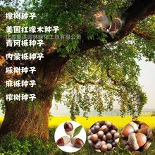 美国红橡种子北美红栎速生红栎沼生栎娜塔栎柳叶红栎猩红栎种子