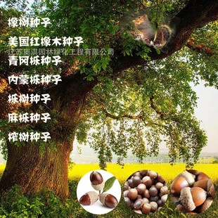 �����t��N�ӱ����t�������t�����������������~�t���ɼt���N��