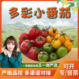 山东多彩小番茄 3/5斤当季黑色小番茄新鲜蔬菜小洋柿子