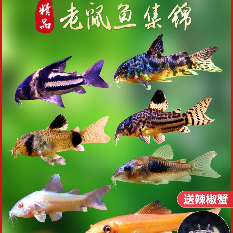 老鼠鱼活体清道夫金苔鼠花椒鼠白鼠清洁工具鱼底栖鱼除藻吃青苔鱼