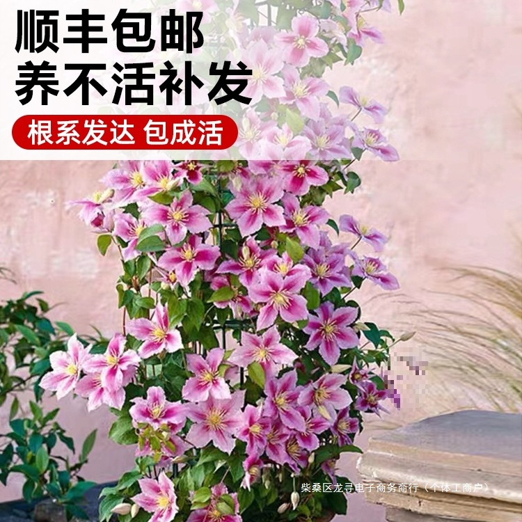 乌托邦铁线莲苗爬藤植物庭院耐寒绿植花卉盆栽银币阳台四季开花热