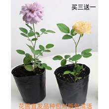 һ�����l�¼�����С�绨�������Nޱ���ٹ�ľ�����̨ͥԺ����ֲ��