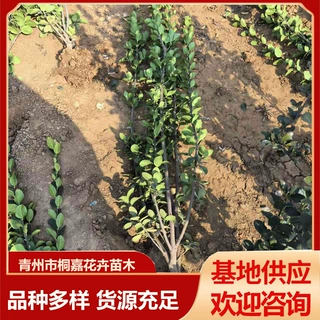 基地供应庭院小区常青植物 冬青树苗四季常青耐寒庭院绿篱树苗